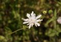 Knautia integrifolia